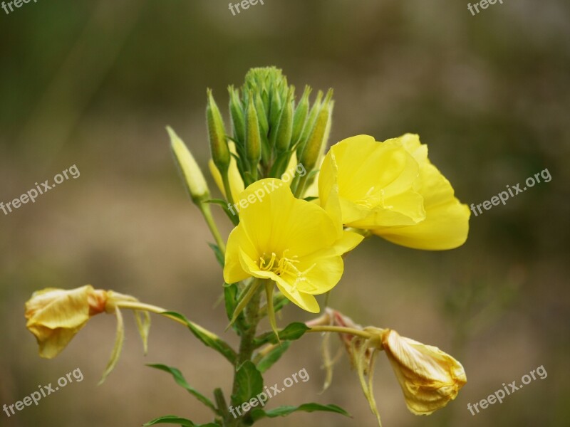 Pink Evening Primrose Blossom Bloom Yellow Pointed Flower