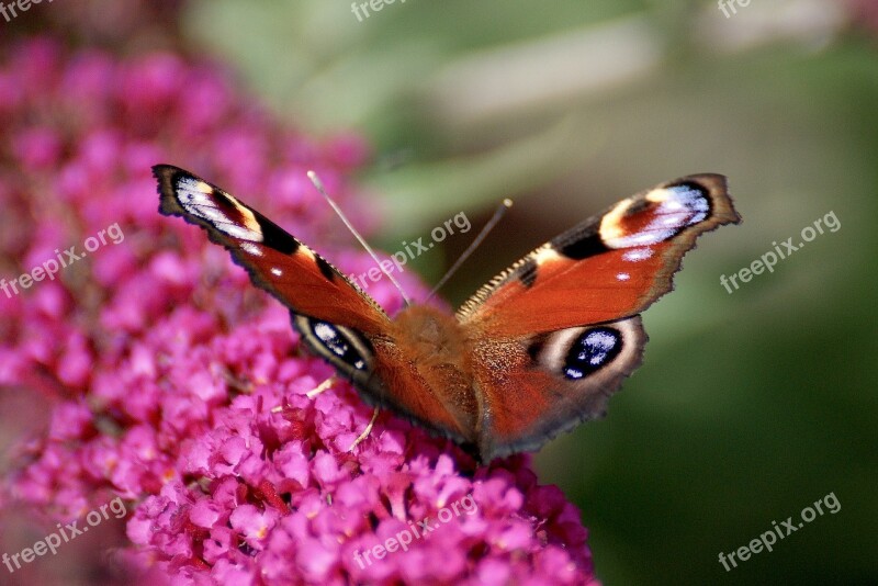 Peacock Butterfly Butterfly Insect Close Up Summer Lilac