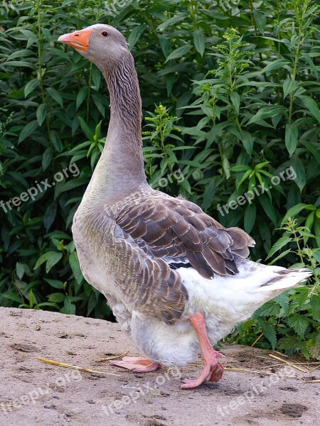 Gander Pride Goose Bird Feather