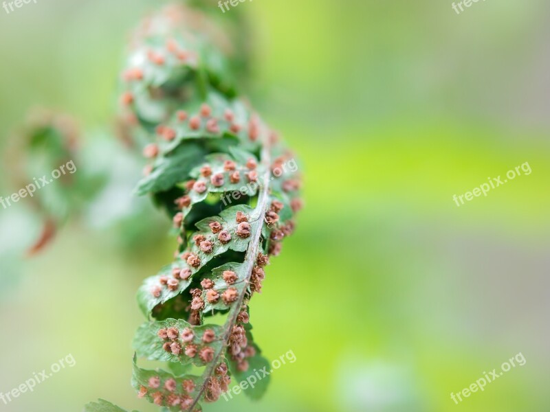 Fern Farnsamen Seeds Leaf Nature