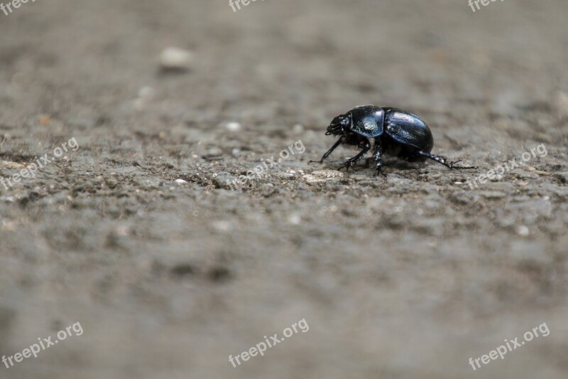 Beetle Insect Dung Beetle Forest Aphid