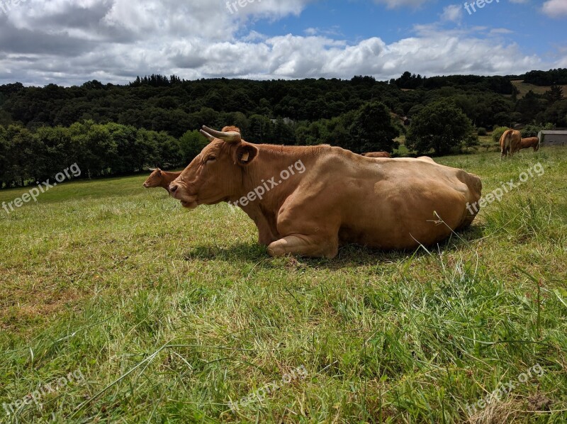 Cow Prado Prairie Free Photos