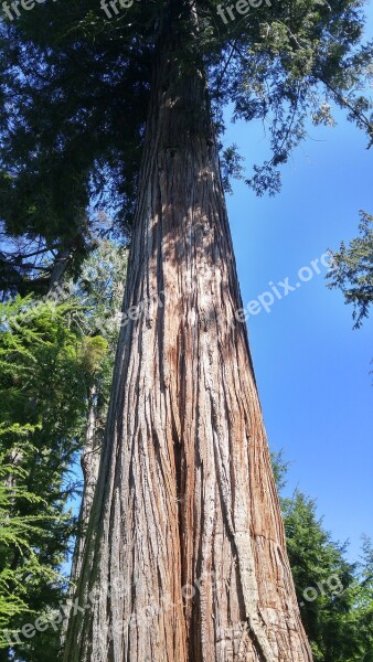 Giant Douglas Fir Nature Free Photos