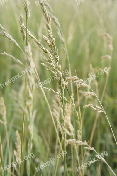 Nature Cereals Field Agriculture Grain