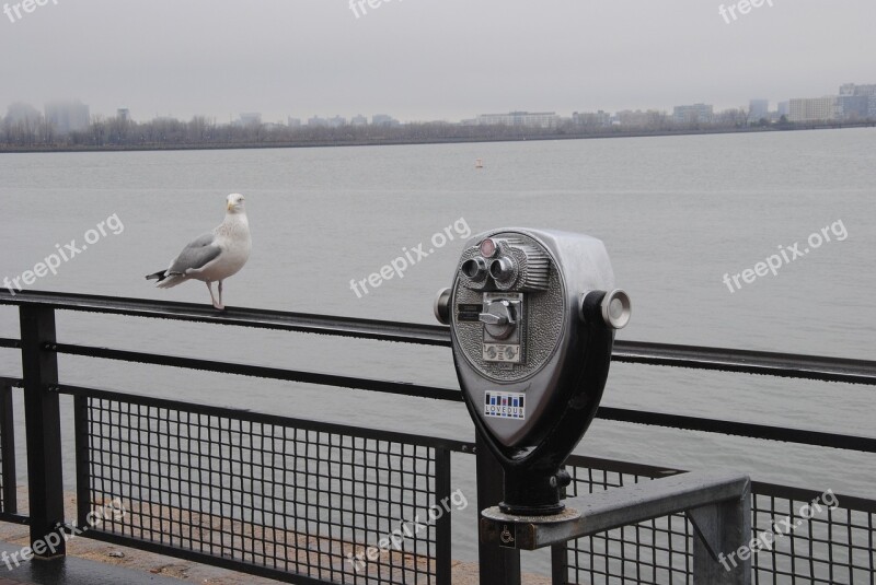 Seagull Outlook Ocean Bird Animal