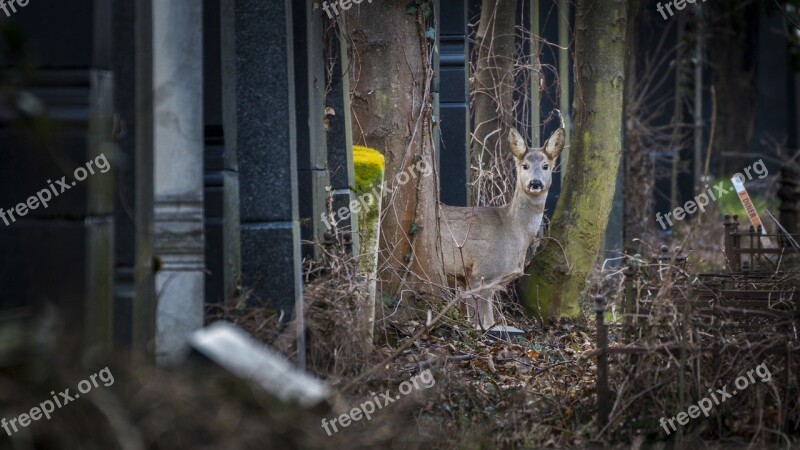 Roe Deer Cemetery Nature Wild Free Photos