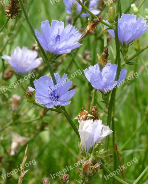 Flowers Blue Blue Flowers Blue Flower Nature