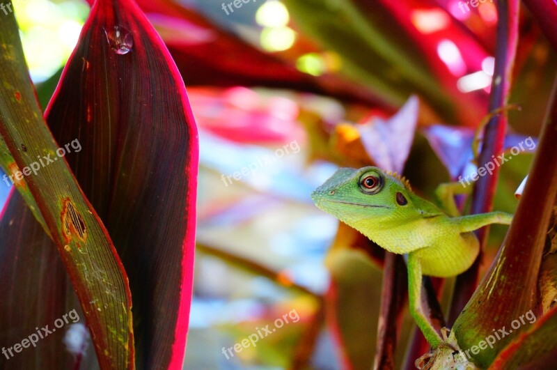 Chameleon Lizard Reptile Free Photos