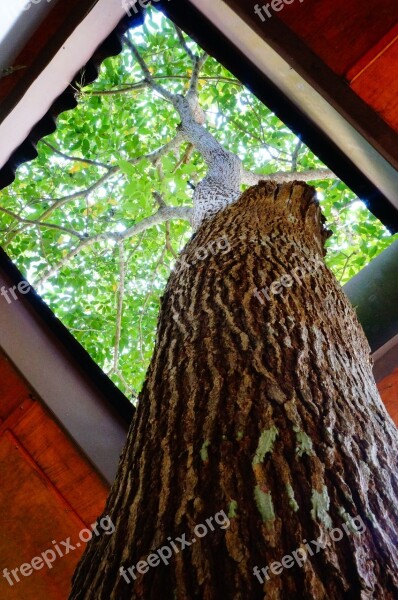 Tree Window Wood Tree House Free Photos