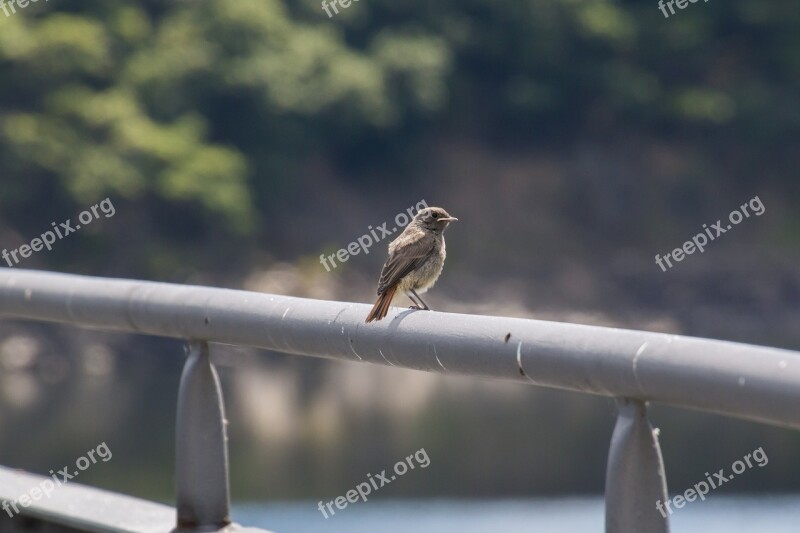 Black Redstart Eifel Phoenicurus Ochruros Bird Ivy