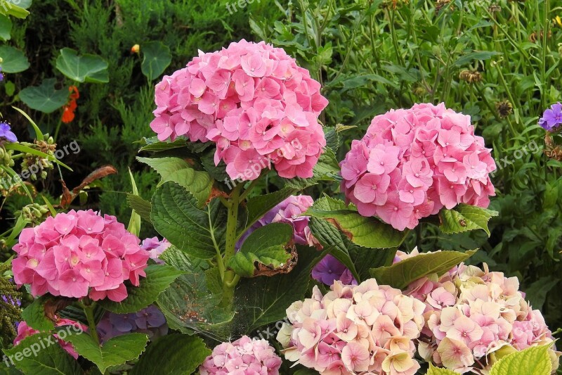 Hydrangeas Flowers Pink Flower Garden