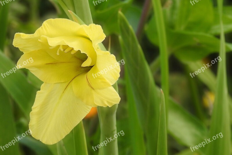 Gladiolus Blossom Bloom Flowers Summer