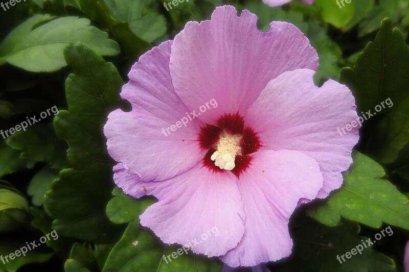 Hibiscus Blossom Bloom Pink Mallow