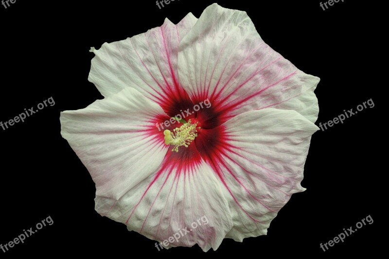 Giant Hibiscus Hibiscus Blossom Bloom Multi Coloured