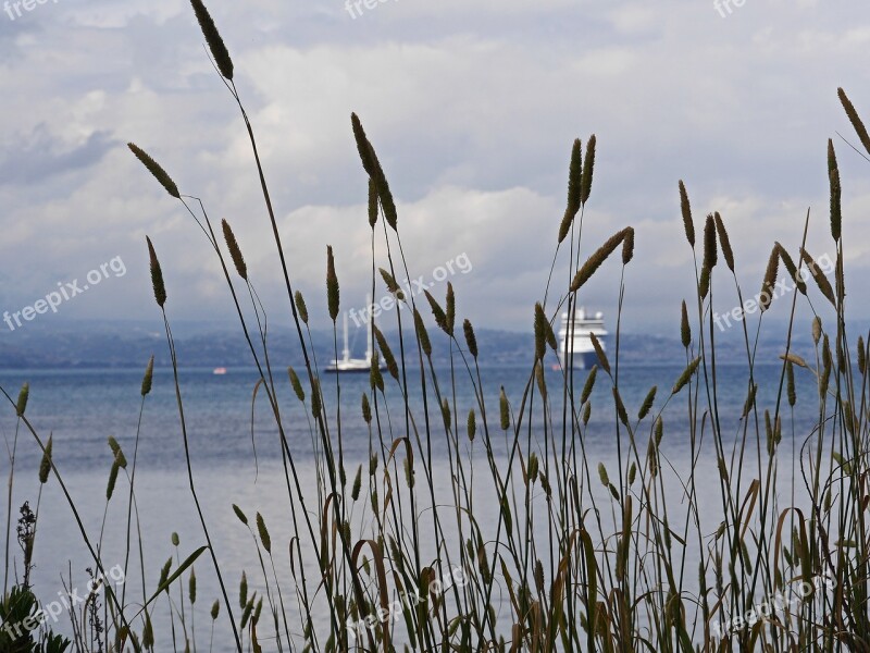 Mediterranean Bay Grasses Inflorescence Crusaders