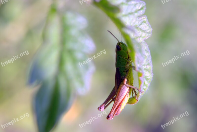 Tettigonia Viridissima Grasshopper Green Leaf Closeup