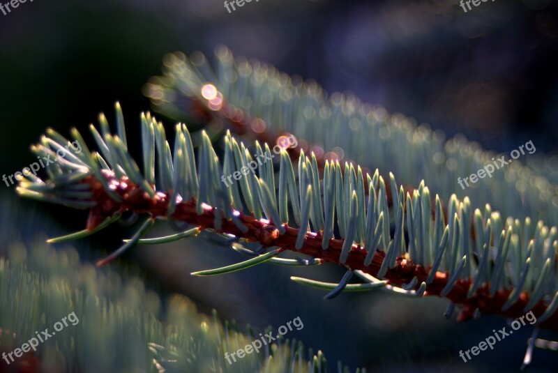 Spruce Needles Branch Sprig Needle