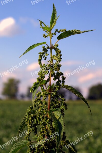 Stinging Nettle Herb Weed Plant Herbs