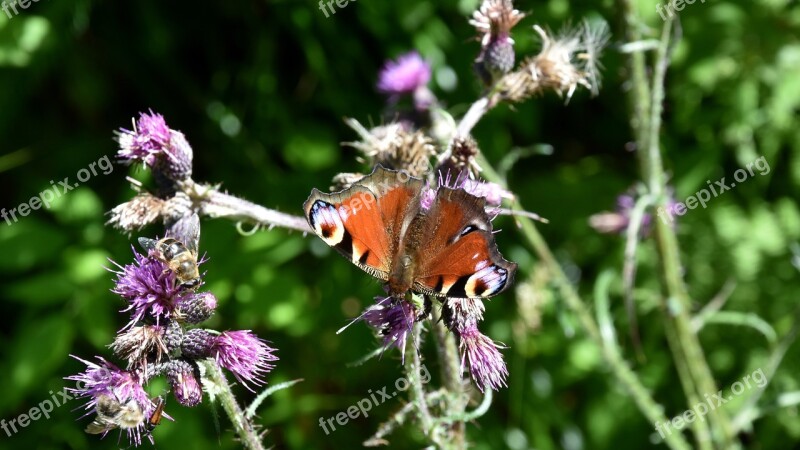 Butterfly Insect Macro Nature Green Background