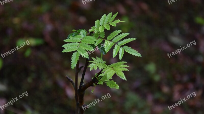 Sprig Tree Foliage Closeup Green