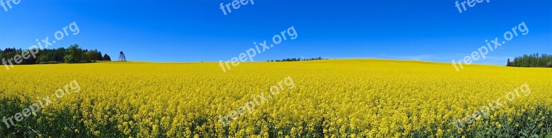 Oilseed Rape Thuringia Germany Summer Sky Blue