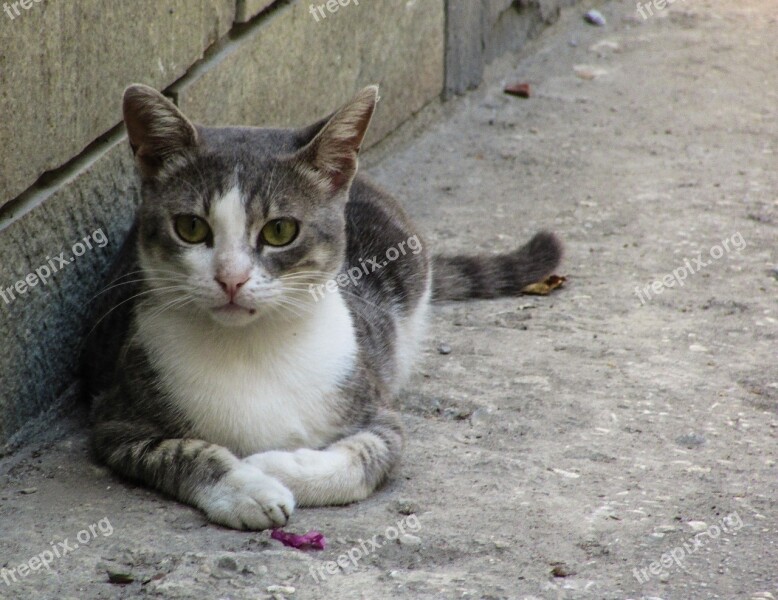 Cat Stray Grey Kitty Eyes