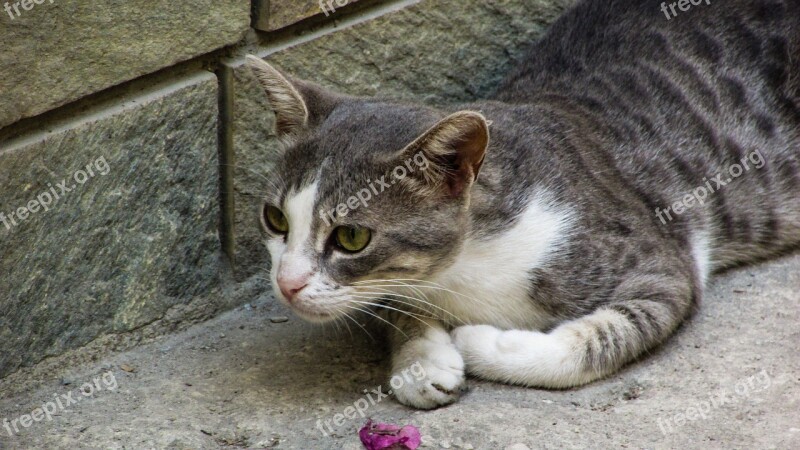 Cat Stray Grey Kitty Eyes