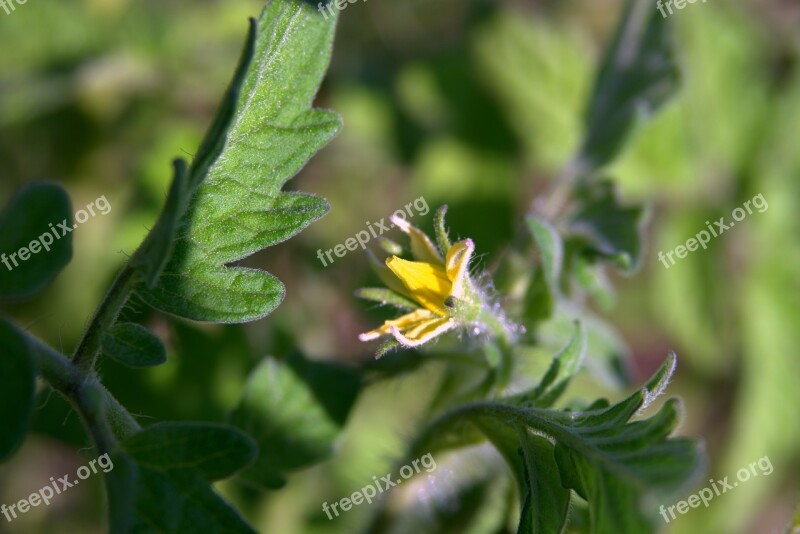 Tomato Flower Tomato Blooming Yellow Flower