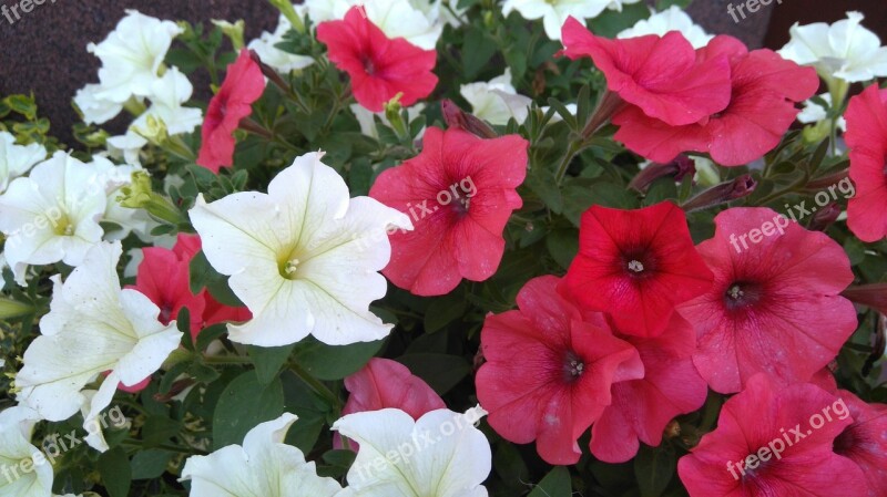 Flower Surfinia Pink White Plant