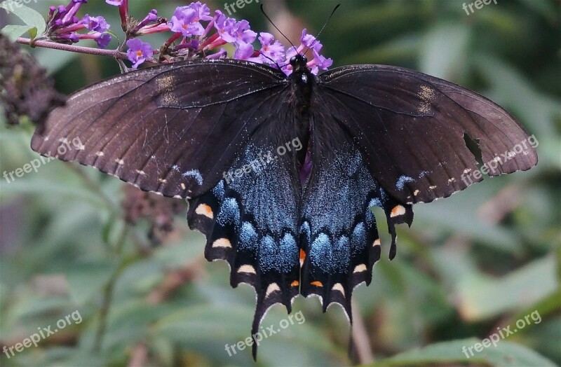 Hybrid Black Swallowtail Butterfly Battered But Beautiful Hybrid Butterfly Bush Butterfly