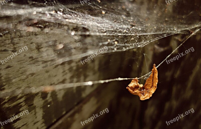 Web Spider Web Gossamer Spider-work Water Drop