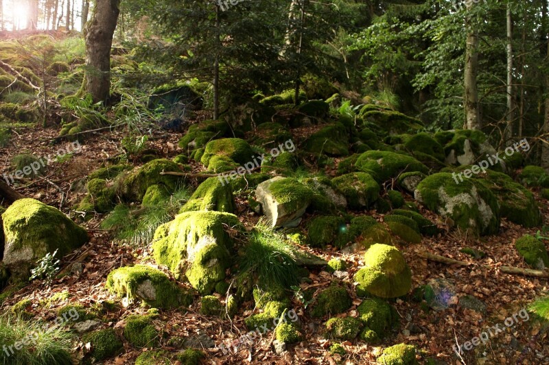 Forest Moss Green Nature Trees