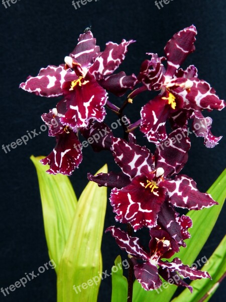 Orchid Flowers Plant Wine Red Flowering Stems