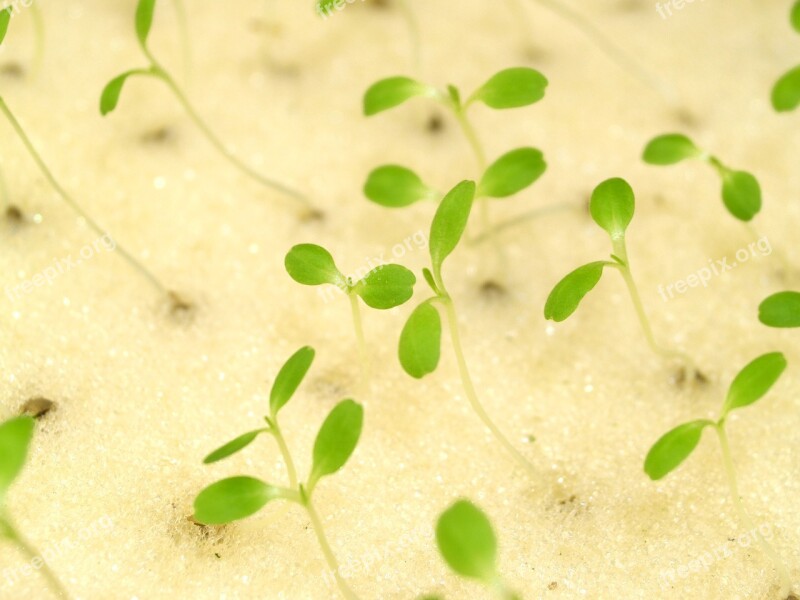 Farm Market Hydroponic Produce Lettuce