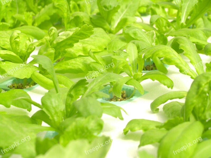 Farm Market Hydroponic Produce Lettuce