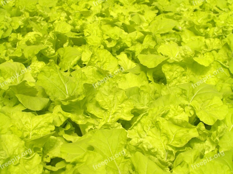 Farm Market Hydroponic Produce Lettuce