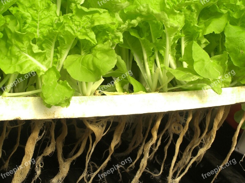 Farm Market Hydroponic Produce Lettuce