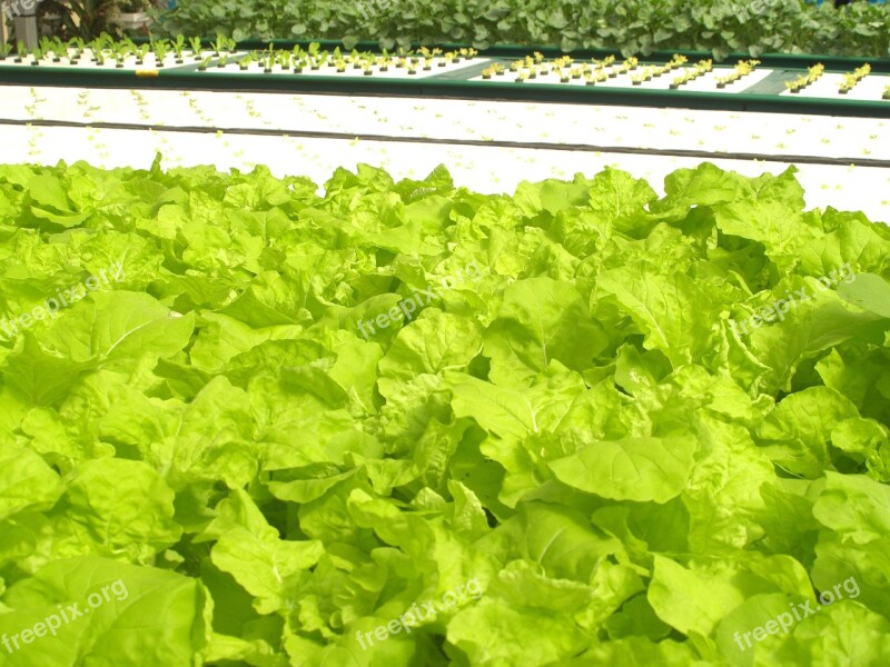 Farm Market Hydroponic Produce Lettuce