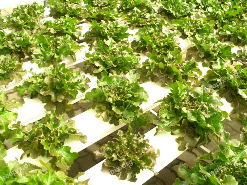 Farm Market Hydroponic Produce Lettuce