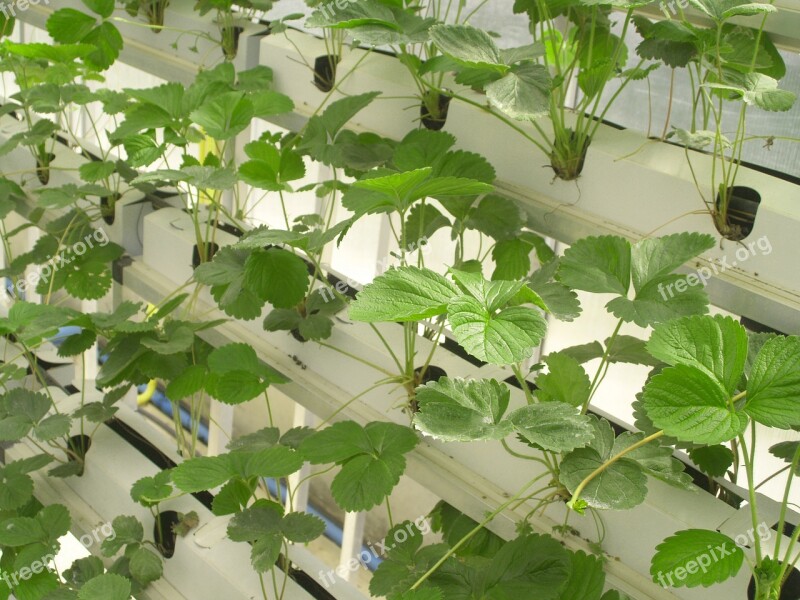 Farm Market Hydroponic Produce Lettuce