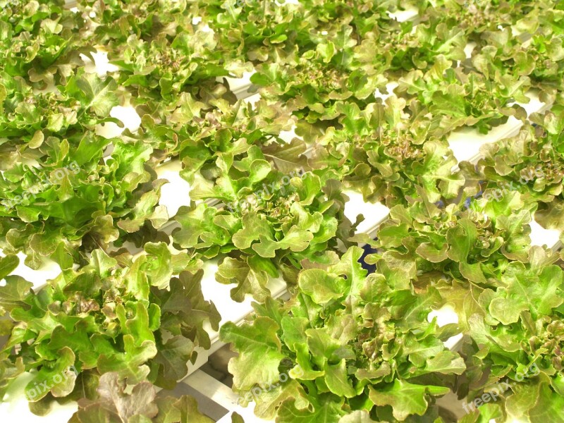 Farm Market Hydroponic Produce Lettuce