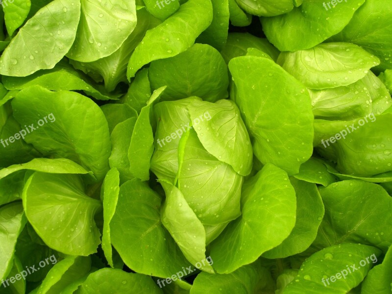 Farm Market Hydroponic Produce Lettuce