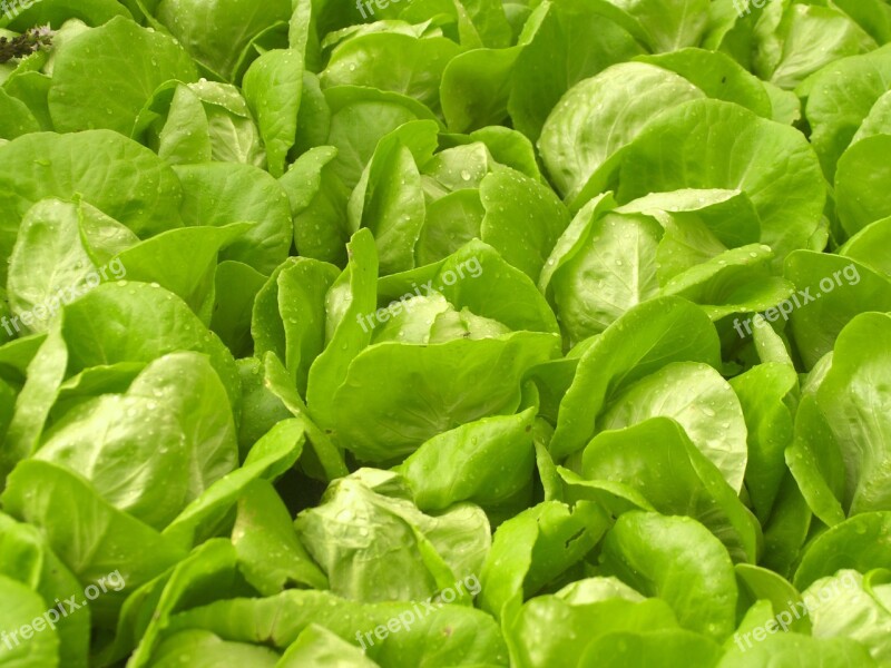 Farm Market Hydroponic Produce Lettuce