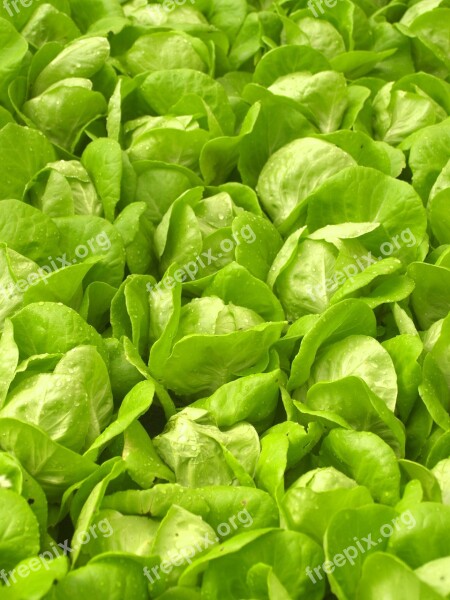 Farm Market Hydroponic Produce Lettuce