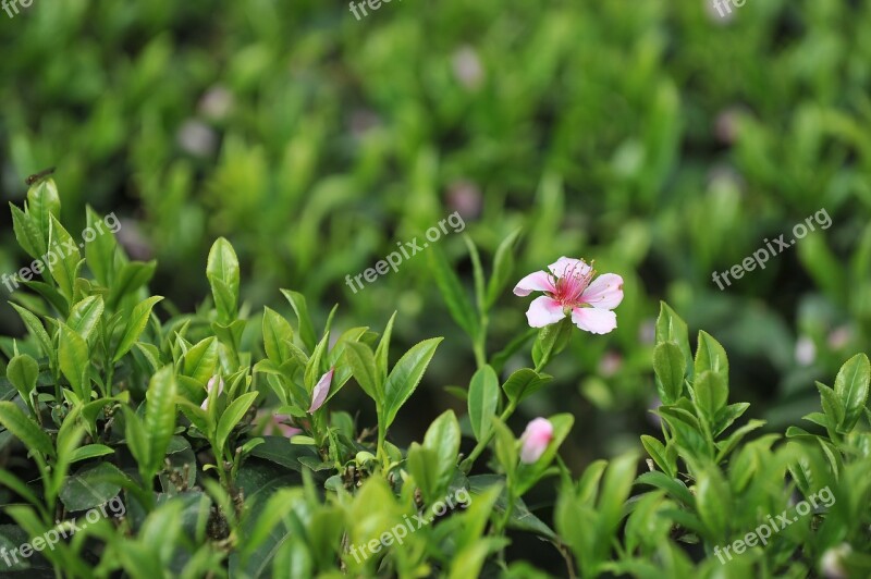 Tea Garden Tea Green Tea Free Photos