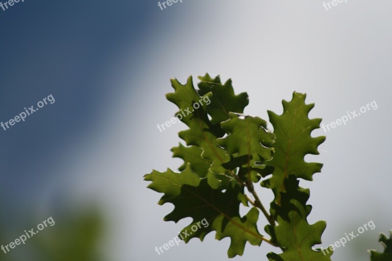 Oak Leaves Nature Green Young