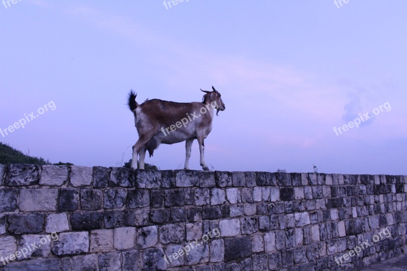 Goat Brick Wall Sri Lanka Mountain Goat Free Photos