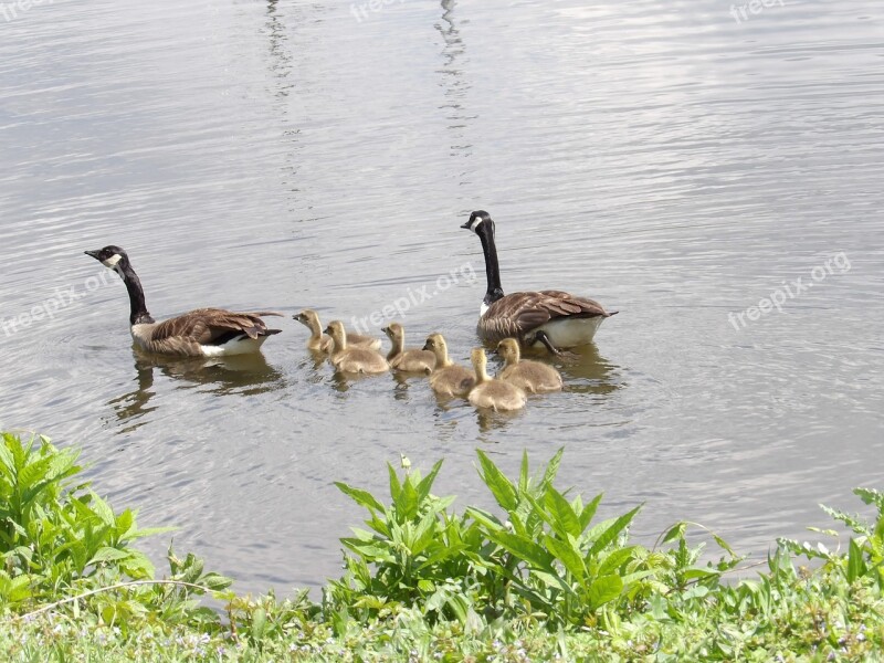 Goslings Geese Pond Lake Swimming