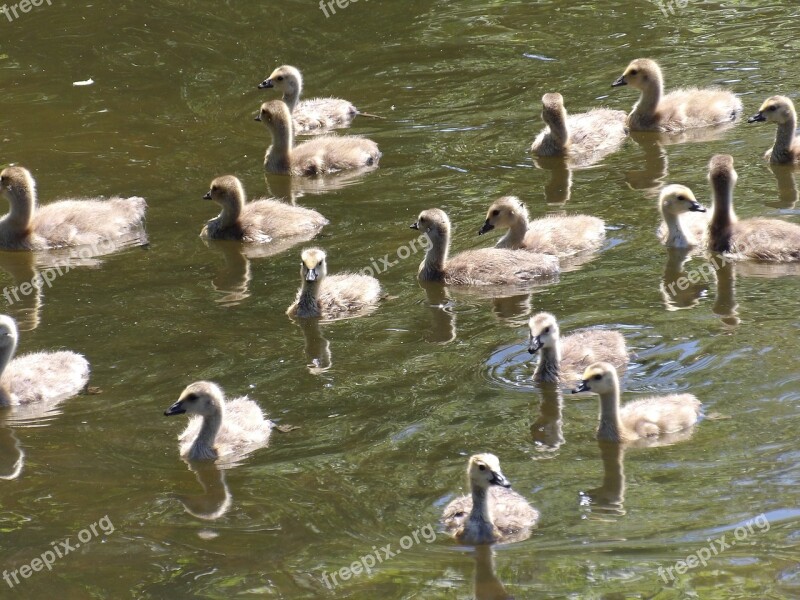 Goslings Geese Pond Lake Swimming