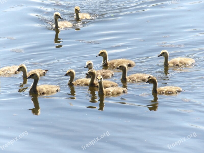 Goslings Geese Pond Lake Swimming